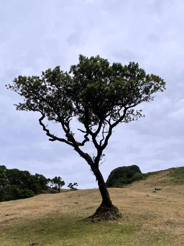 Laurierboom laurasilva madeira