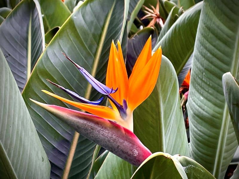 Strelizia madeira bloemen