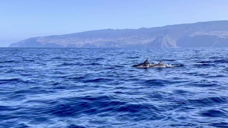 Dolfijnen spotten madeira